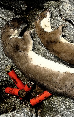 Stoat and weasel together in death